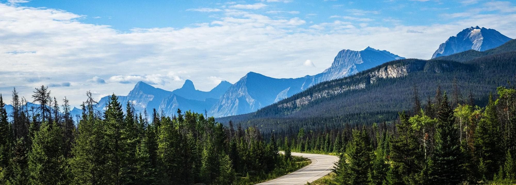 winding road with trees leading to a mountain