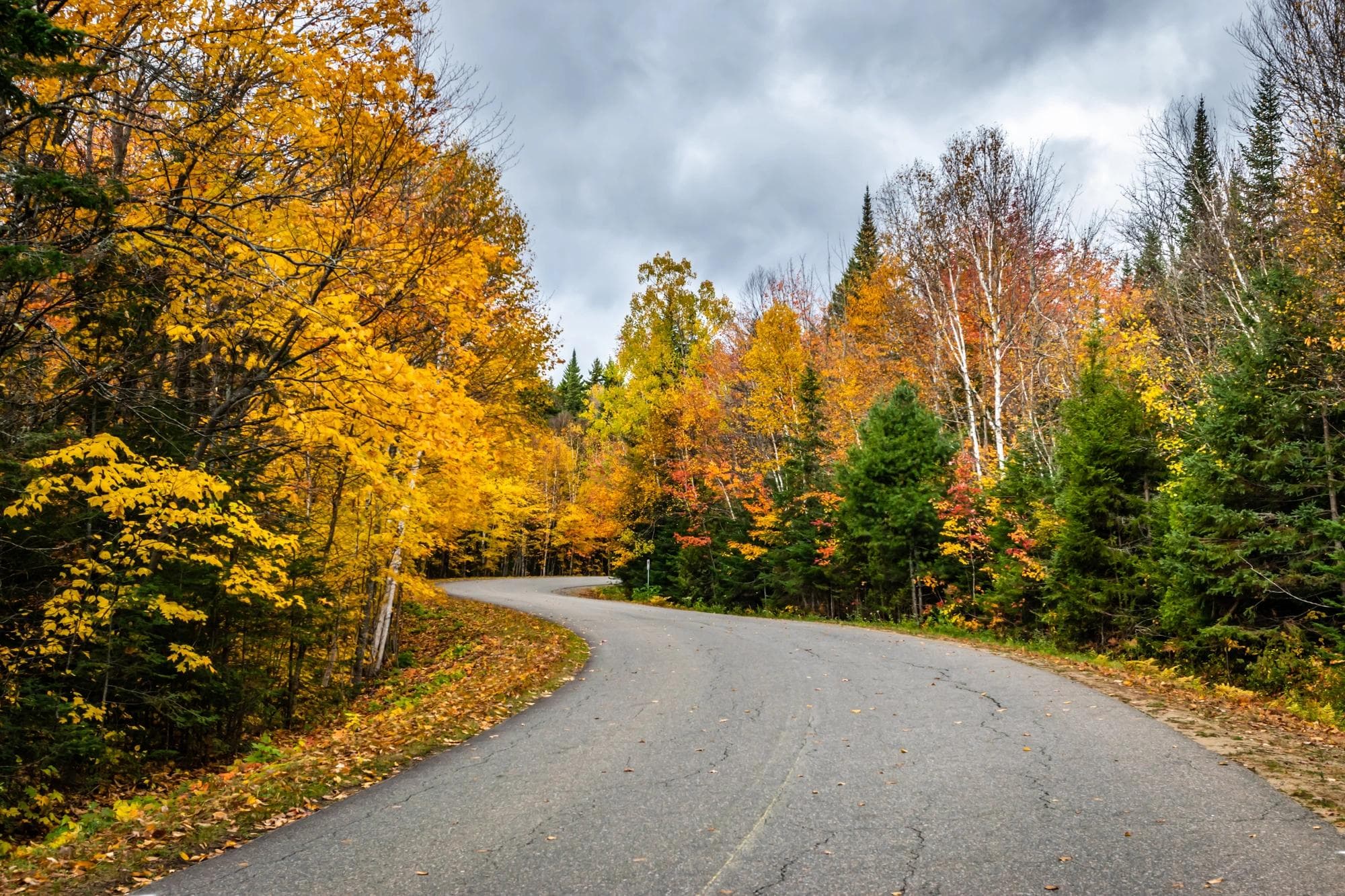 winding road through the trees