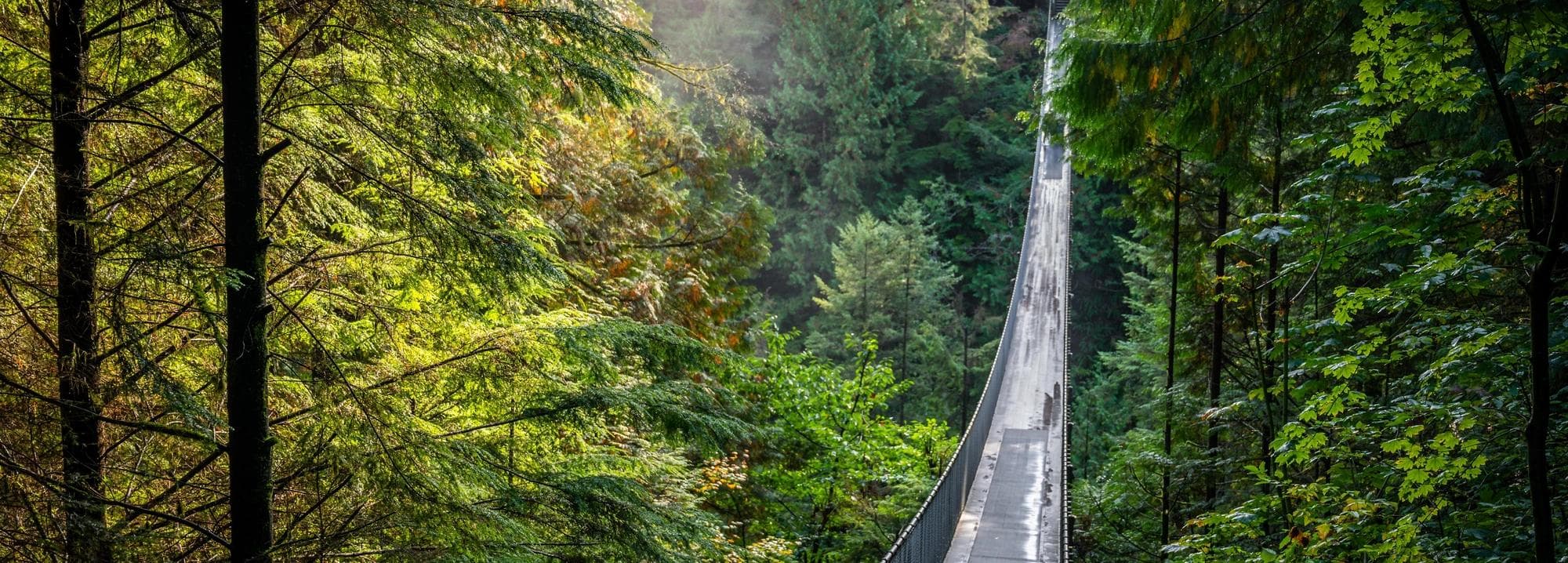 A rope bridge through a forest